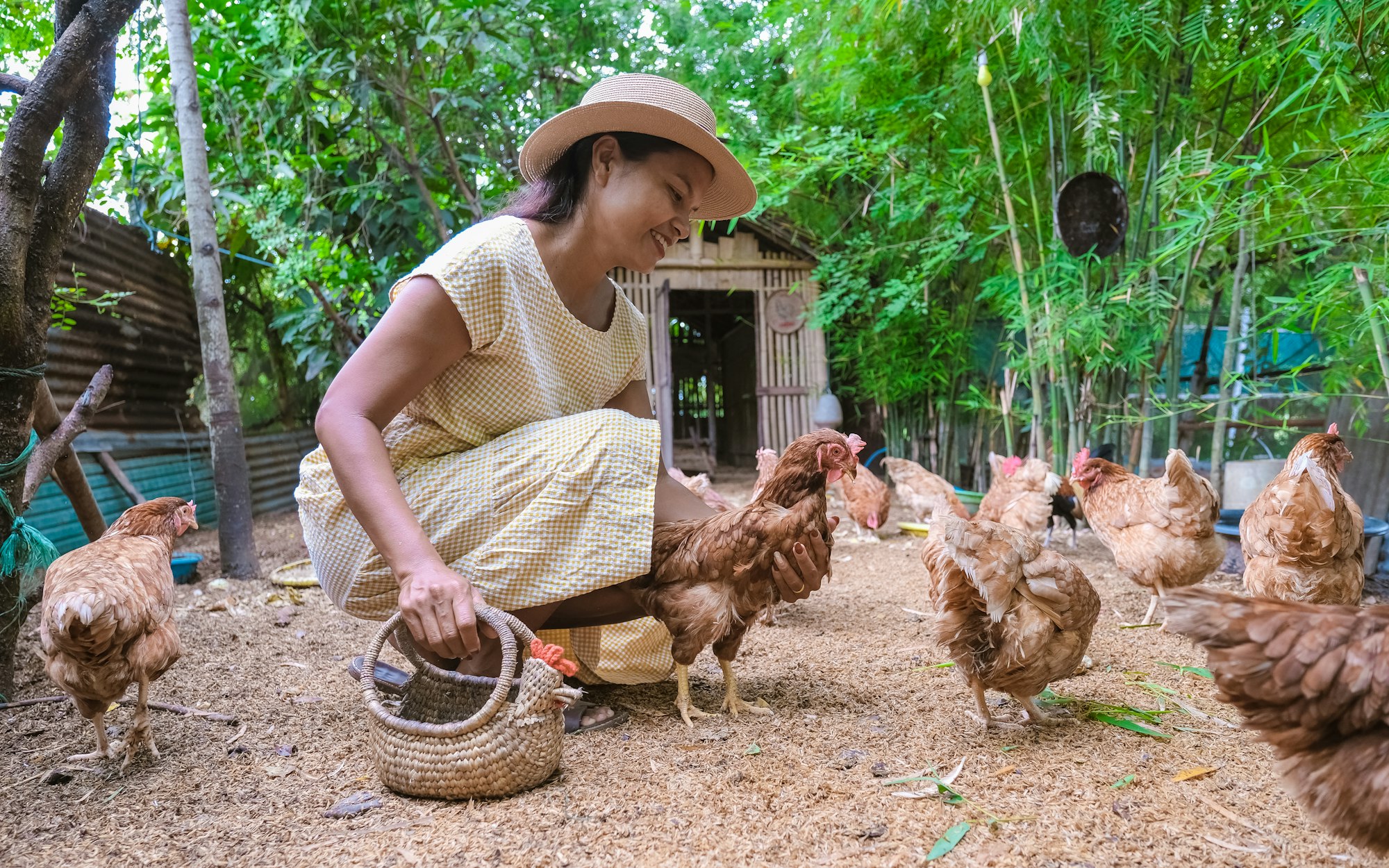 Asian women at a Eco farm homestay feeding chicken at a farm in Thailand