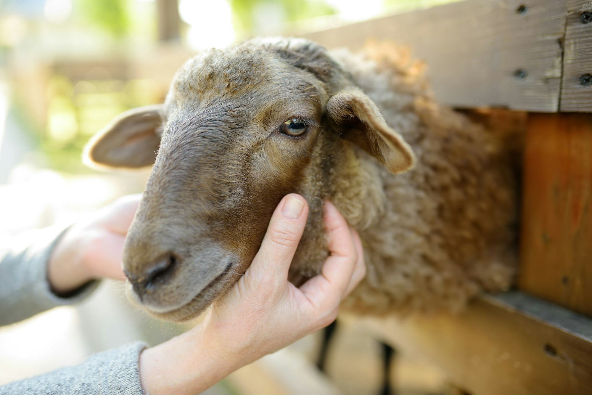 Person taking care of animals on the farm